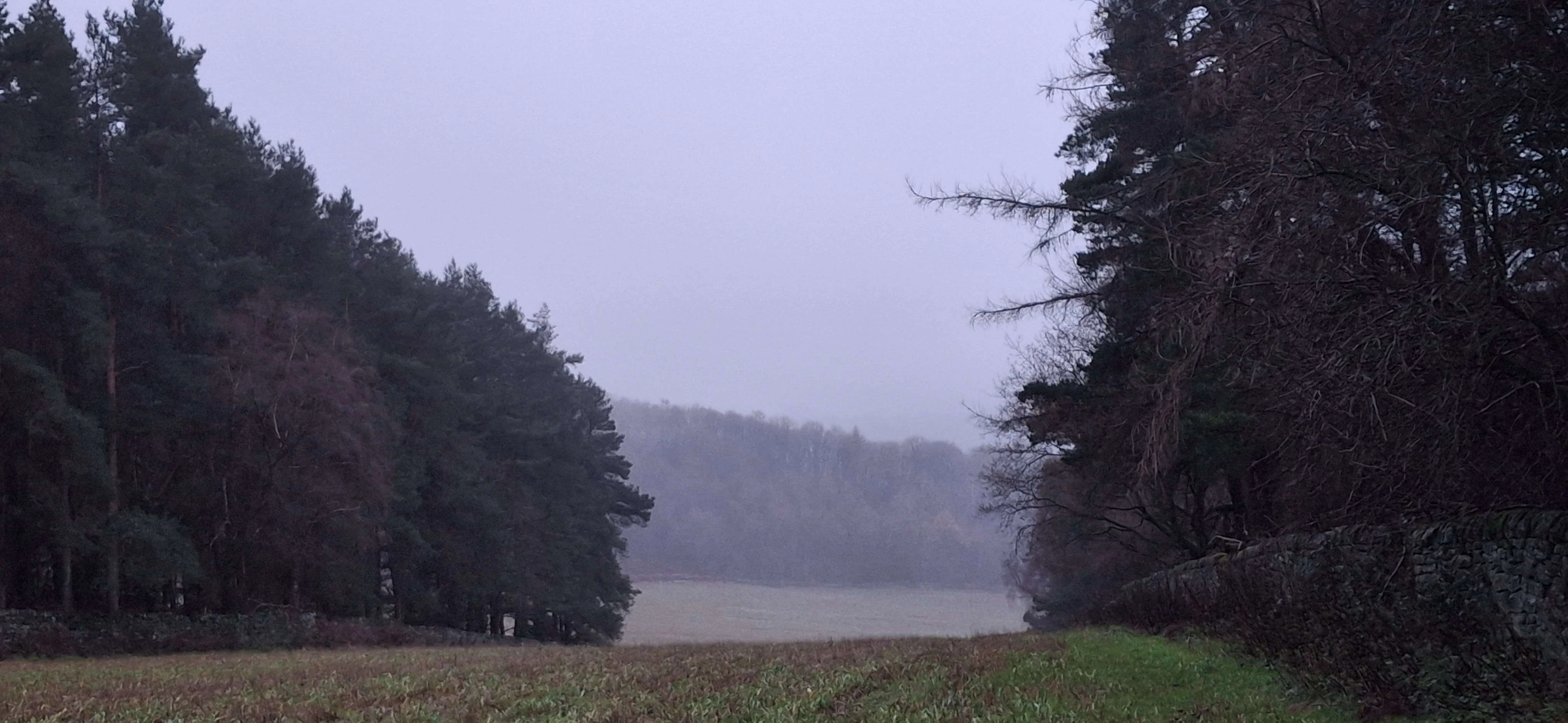 Picture of a field, at the center is a corps of trees, there is no visible creature in the photgraph.